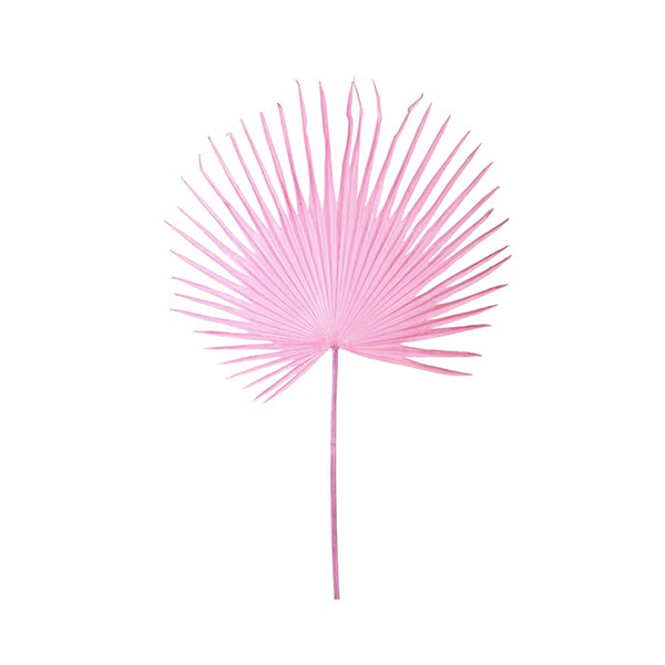 Fan Palm leaf pink