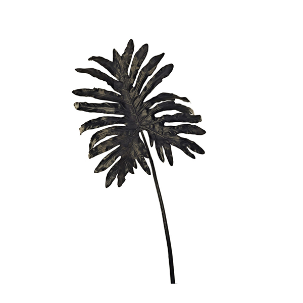 Selloum leaf black
